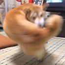 一千岁