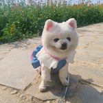 萌萌巴斯克