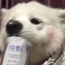 被撞死了